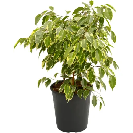 Фикус Бенджамена ø21 h45 см джордж оруэлл 1984 скотный двор да здравствует фикус