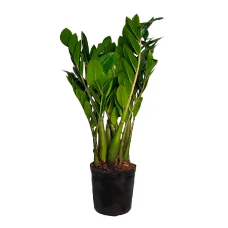 Замиокулькас ø17 h65 см