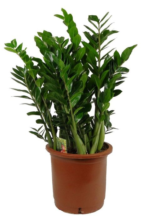 Живое растение Замиокулькас дерево в горшке, d 30 h 100 см