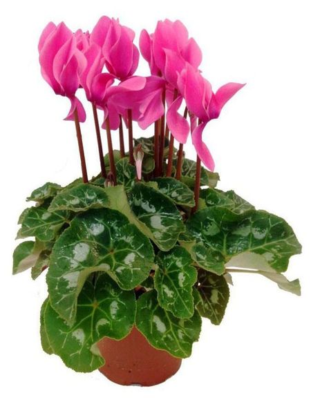 Живое растение Цикламен живой в ассортименте в горшке d 12 h 20 см, 1 шт