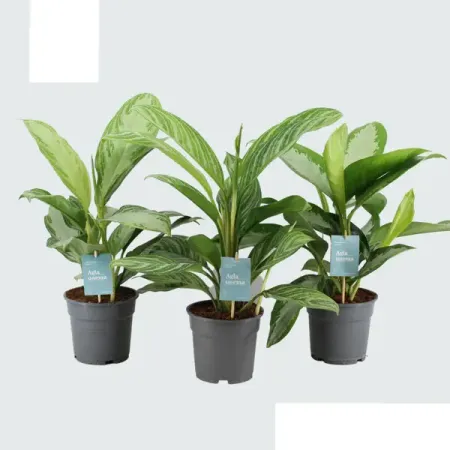 Аглаонема микс ø17 h70 см