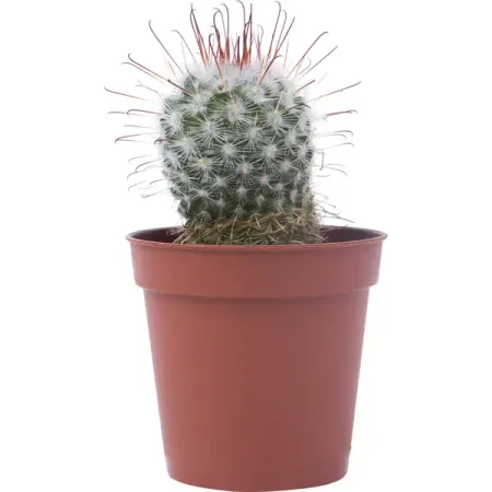 Кактус микс ø5.5 h5 см кактус микс ø8 h15 см