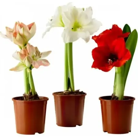 Гиппеаструм микс ø12 h20 см