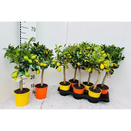 Цитрус микс ø15 h50 см