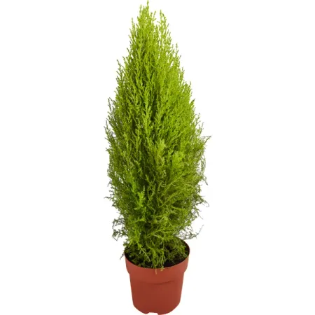 Купрессус микс ø17 h60 см Росток