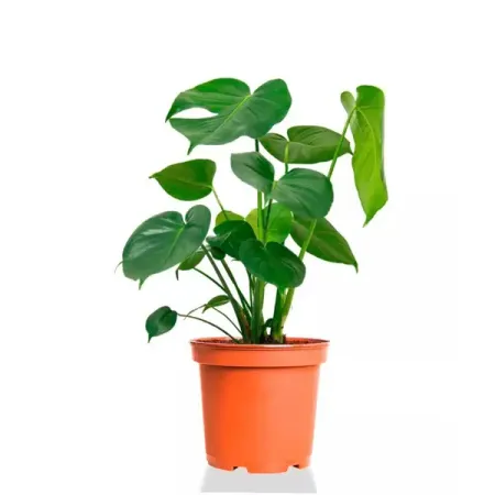 Монстера Делициоза ø17 h60 см