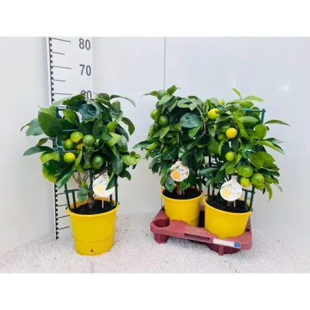 Цитрус Лемон Лиза ø19 h65 см лиза краснова маркеры все о е материалах и скетчах