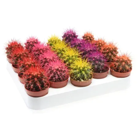 Кактус Грузони Радужный микс ø5.5 h8 см