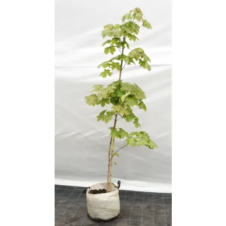 Клен остролистный 45x250-300 см скотт линч красные моря под красными небесами