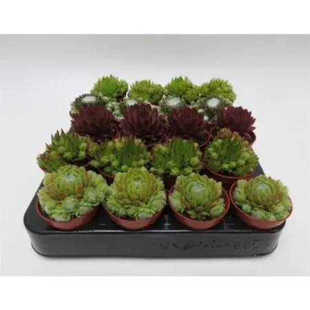Семпервивум микс ø9 h10 см