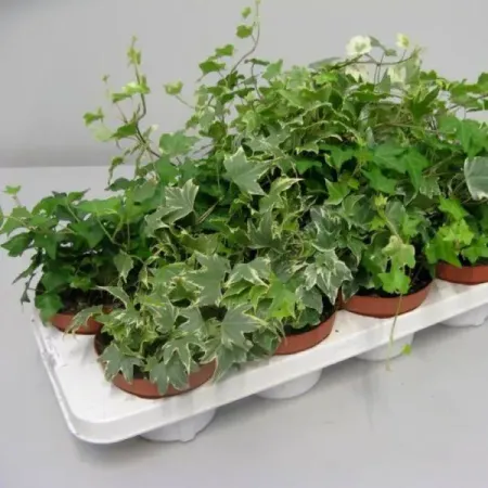 Папоротники микс ø12 h35 см искусственные папоротники on merit