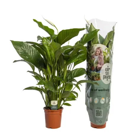 Спатифиллум Свит Лауретта ø24 h100 см