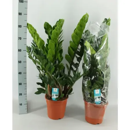 Замиокулькас Замифолия ø21 h75 - 95 см