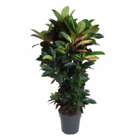 Кодиеум Миссис Айстон ø27 h120 см вирджиния вулф миссис дэллоуэй