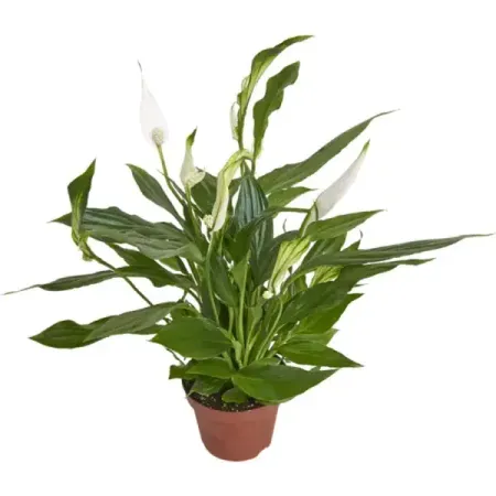 Спатифиллум Шопен Ультимо ø17 h35 см