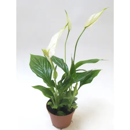 Спатифиллум Шопен Ультимо ø17 h35 см