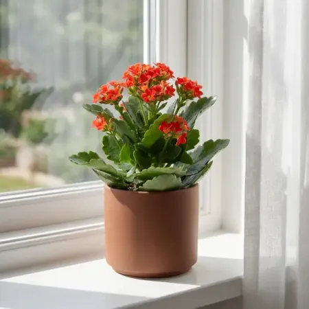 Каланхоэ Гуди Двойной микс ø10.5 h23 см