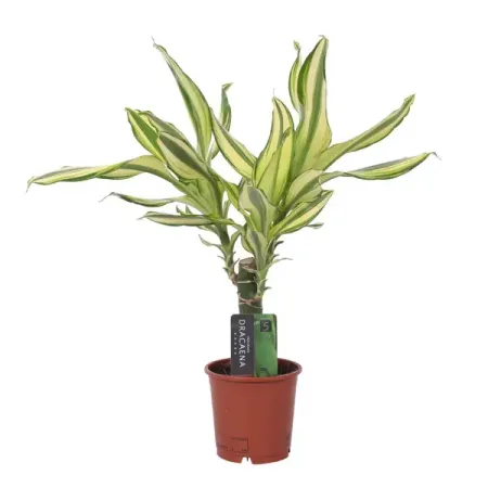 Драцена Йелоу Кост ø11 h40 см