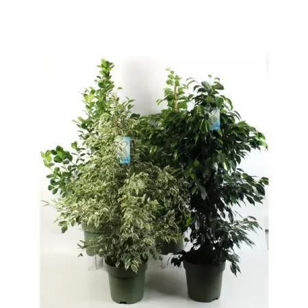 Фикус Бенджамина Пирамида ø27 h150 см