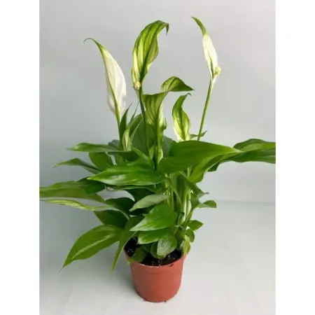 Спатифиллум Шопен ø6 h25 см