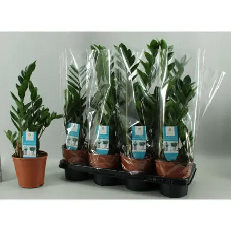 Замиокулькас Замифолия ø14 h55 см