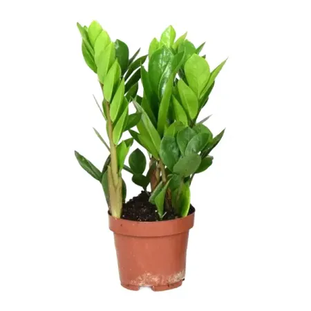 Замиокулькас Замифолия ø12 h40 см