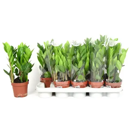 Замиокулькас Замифолия ø12 h40 см