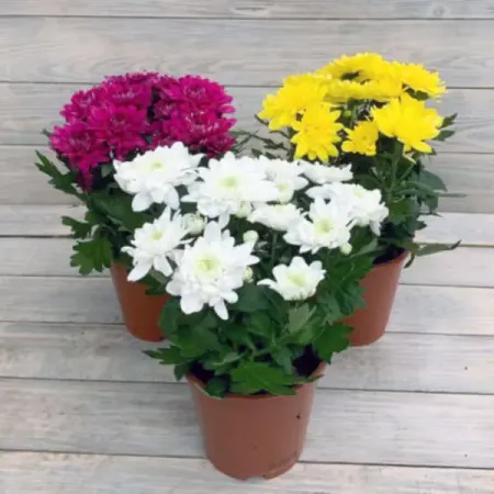 Хризантема одноцветная микс ø12 h27 см искусственные ы laurelchow шелк хризантема маргаритка кореопсис гербера