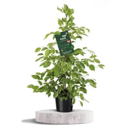 Фикус Бенджамина Голден Кинг ø21 h105 см