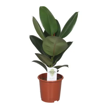 Фикус Эластика Робуста ø17 h70 см