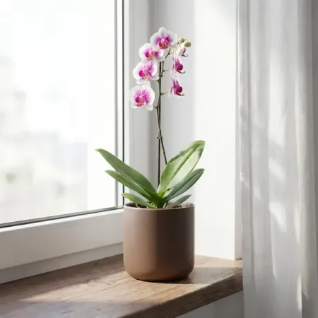 Фаленопсис микс ø12 h38 - 55 см