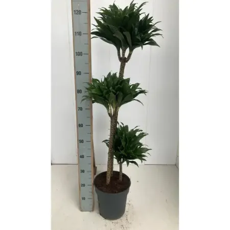 Драцена Фрагранс Компакта ø21 h120 см