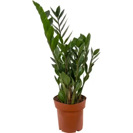 Замиокулькас Замифолия ø17 h65 см