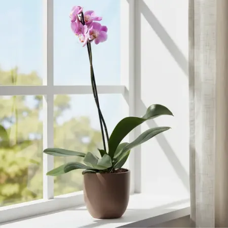 Фаленопсис Промо микс ø12 h40 - 75 см