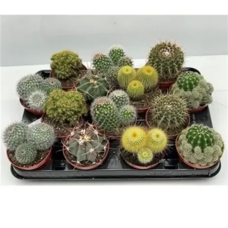 Кактус микс ø8.5 h9 см кактус микс ø8 h15 см