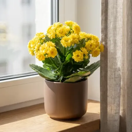 Каланхое Розалин Даббл Кэтчи микс ø10.5 h23 см