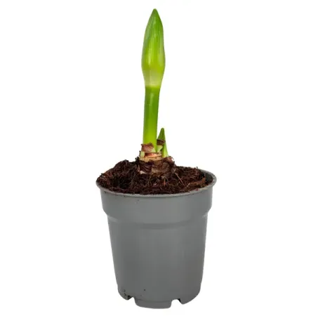 Гиппеаструм микс ø12 h20 см