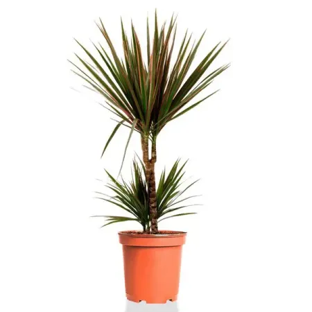 Драцена Маджента ø17 h70 см