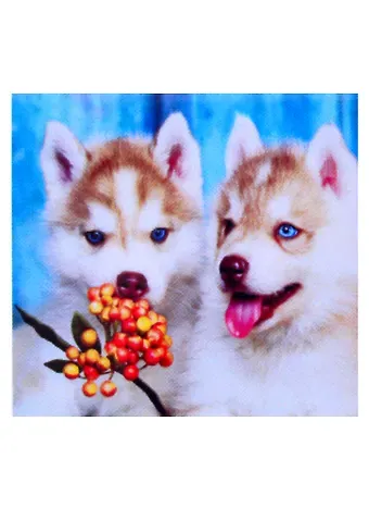 Алмазная мозаика квадрат. 20x20 (класс.) (24 цв.) Пушистые щенки Хаски. ( Арт. F2-026)