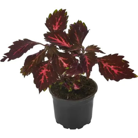 Колеус ø12 h25 см элинор портер поллианна поллианна вырастает