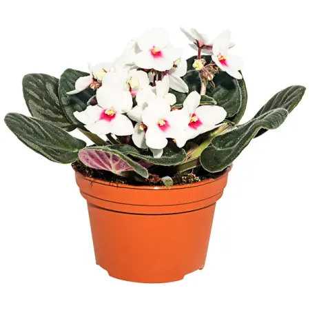 Сенполия биколор микс 12x20 см джефф кинни роули джефферсон очень милое приключение