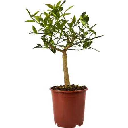 Цитрус микс ø21 h70 см