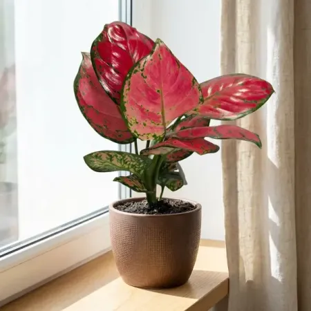 Аглаонема Бьюти ø9 h20 см бьюти каре пилка наждак