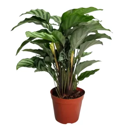 Калатея Фредди ø11 h35 см витражное окно ловец солнца из акрила