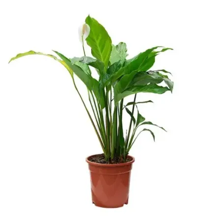 Спатифиллум Свит Лауретта ø21 h90 см