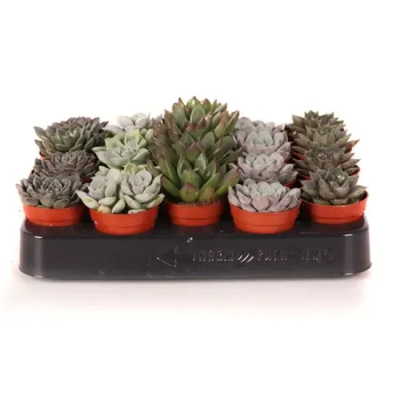 Эхеверия микс ø5.5 h8 см