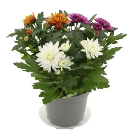 Хризантема Карнавал ø12 h25 см искусственные ы laurelchow шелк хризантема маргаритка кореопсис гербера