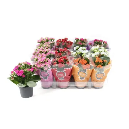 Каланхоэ Розалина Дабл микс ø9 h19 см