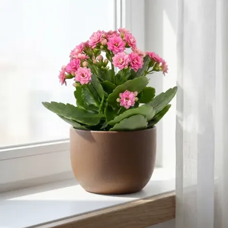 Каланхоэ Розалина Дабл микс ø9 h19 см