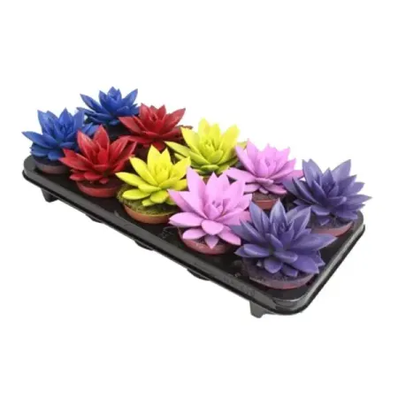 Эхеверия Миранда Рэйнбоу микс ø8.5 h9 см